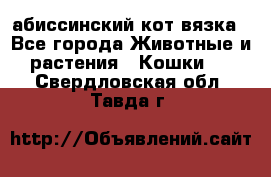 абиссинский кот вязка - Все города Животные и растения » Кошки   . Свердловская обл.,Тавда г.